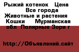 Рыжий котенок › Цена ­ 1 - Все города Животные и растения » Кошки   . Мурманская обл.,Полярные Зори г.